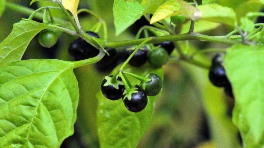 Black Nightshade: Unpacking the Toxicity, Traditional Uses, and Identification of Solanum nigrum