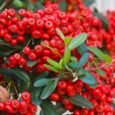 Cotoneaster: The Ultimate Guide to Care, Varieties, and Landscaping Uses
