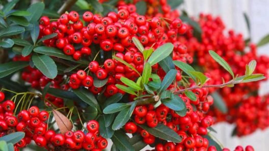 Cotoneaster: The Ultimate Guide to Care, Varieties, and Landscaping Uses