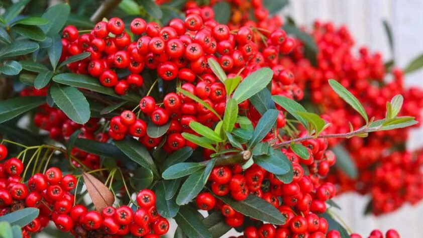 Cotoneaster: The Ultimate Guide to Care, Varieties, and Landscaping Uses
