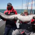 The Conger Eel: Unveiling the Giant of the Deep and Formidable Marine Predator