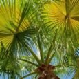 The Towering Majesty of the Mexican Fan Palm: A Comprehensive Guide