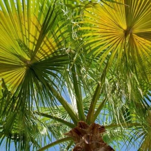 The Towering Majesty of the Mexican Fan Palm: A Comprehensive Guide ...