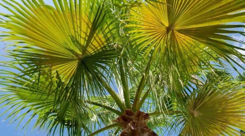The Towering Majesty of the Mexican Fan Palm: A Comprehensive Guide