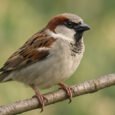 The Ubiquitous Sparrow: A Closer Look at *Passer domesticus*