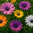 african daisy