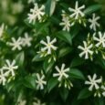 confederate jasmine