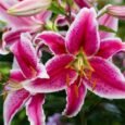 A Celestial Bloom: The Complete Guide to Stargazer Lilies Care, Meaning, and History