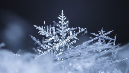 Are No Two Snow Flakes Alike? The Science Behind Winter's Tiny Wonders