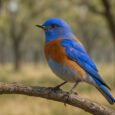 Discovering the Western Bluebird: Facts, Habitat, and Conservation