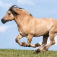 Is the Norwegian Fjord Horse the World's Most Distinctive Breed?