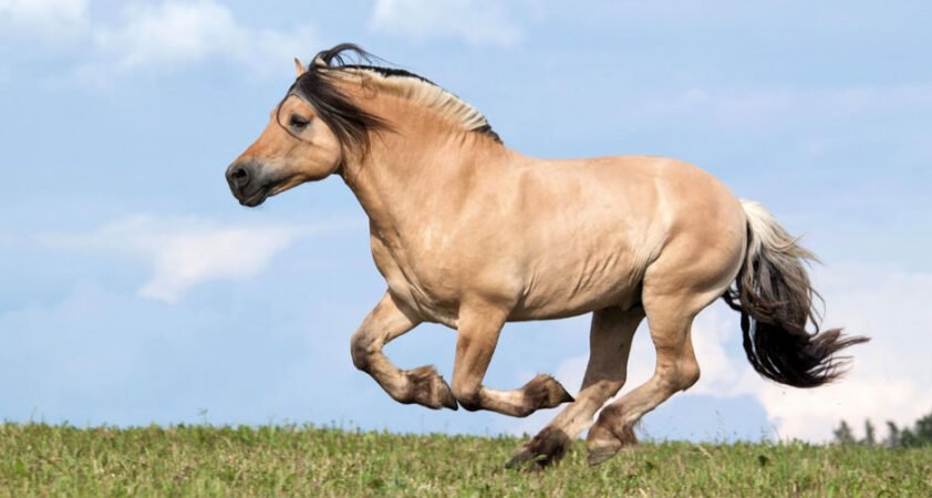 Is the Norwegian Fjord Horse the World's Most Distinctive Breed?