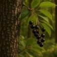 The Enduring Legacy of Prunus serotina: A Comprehensive Guide to the Black Cherry Tree