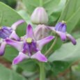 The Majestic Crown Flower: Unveiling the Secrets of Calotropis gigantea