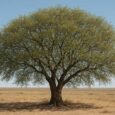 The Siberian Elm: A Resilient, Yet Controversial, Survivor in the Landscape