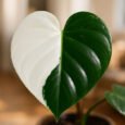 Unveiling the Magic: An Ultimate Care Guide for the White Wizard Philodendron
